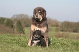 DOGUE DU TIBET 469